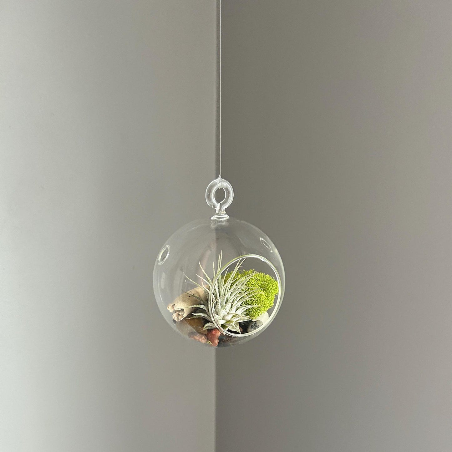 Hanging Air Plant Globe Terrarium - Driftwood and Beach Pebbles