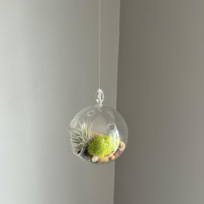 Hanging Air Plant Globe Terrarium - Driftwood and Beach Pebbles