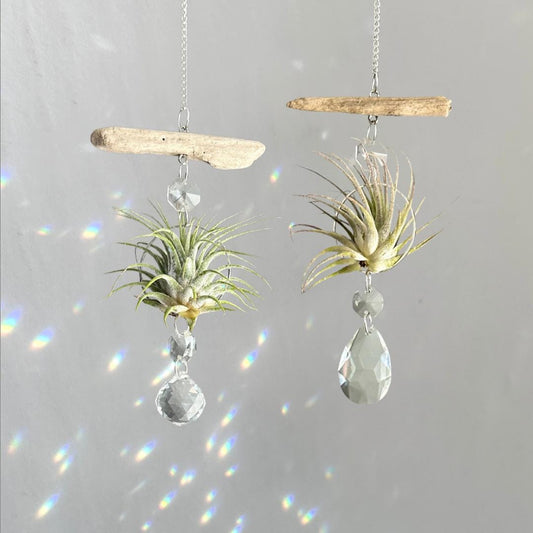 Driftwood & Air Plant Prism Suncatcher