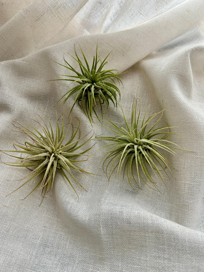Aquamarine, Driftwood & Air Plant Prism Suncatcher