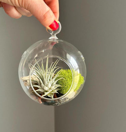 Hanging Air Plant Globe Terrarium - Driftwood and Beach Pebbles