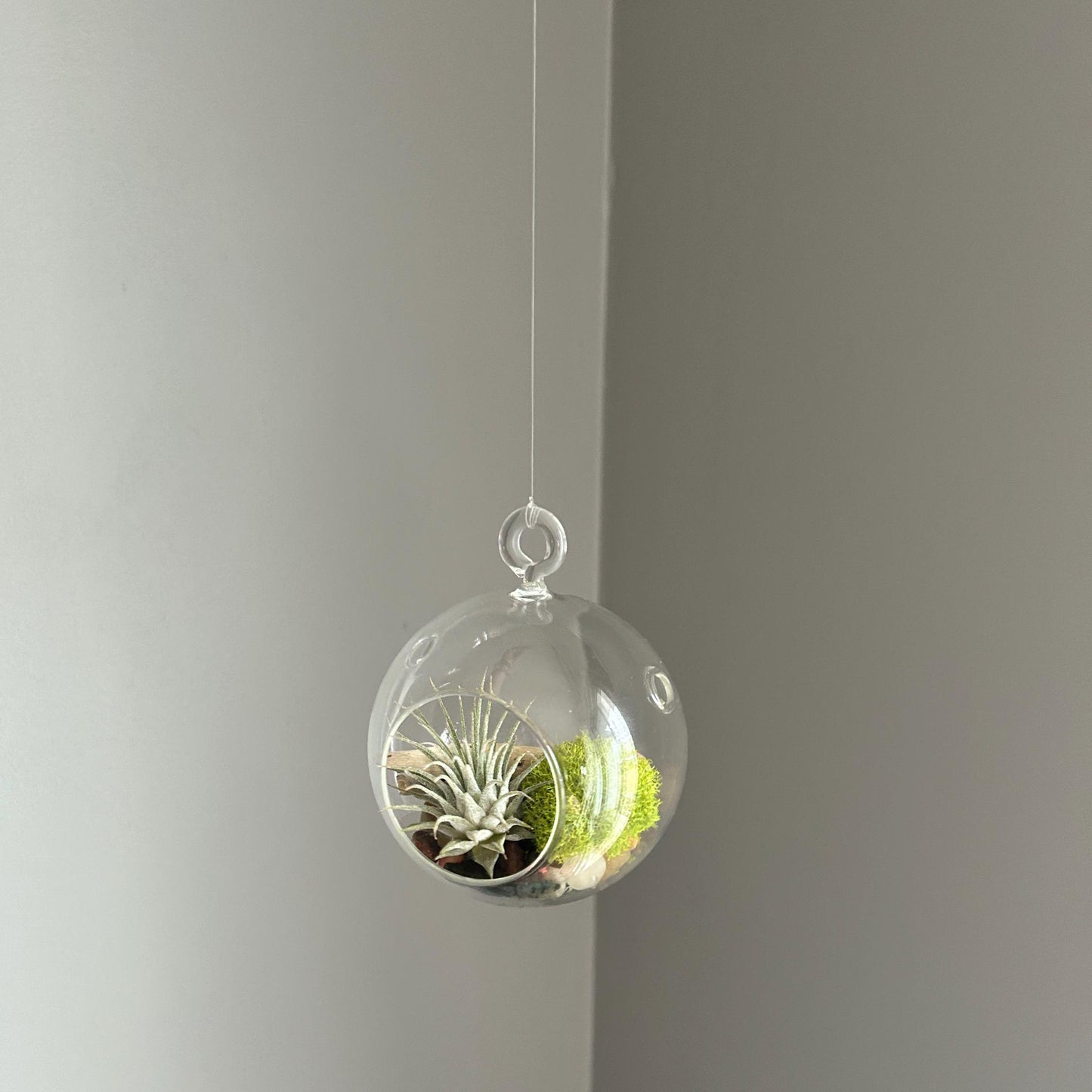 Hanging Air Plant Globe Terrarium - Driftwood and Beach Pebbles