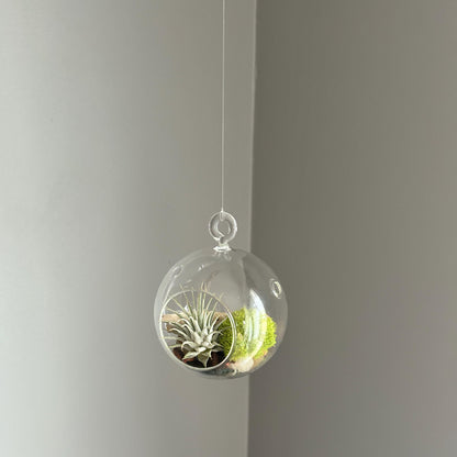 Hanging Air Plant Globe Terrarium - Driftwood and Beach Pebbles