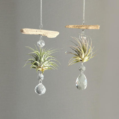 Driftwood & Air Plant Prism Suncatcher