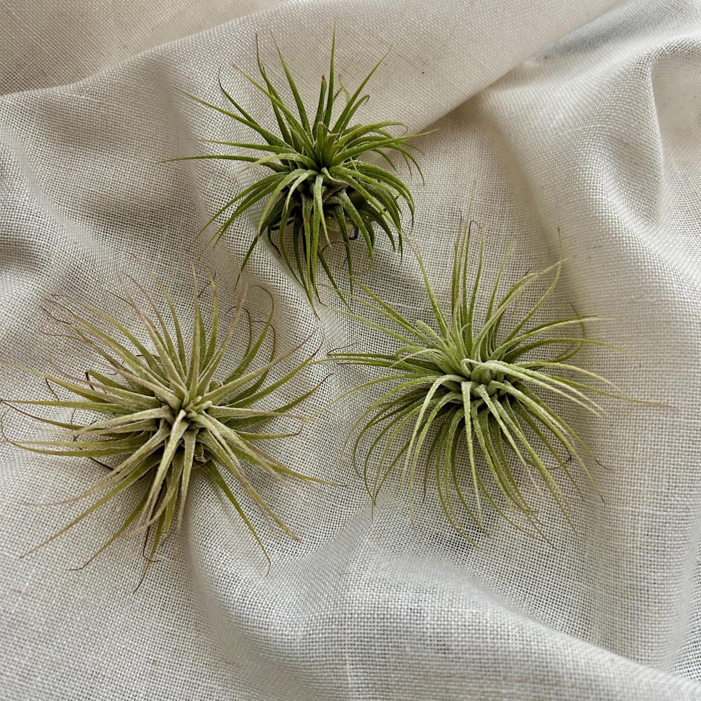 Aventurine, Driftwood & Air Plant Prism Suncatcher