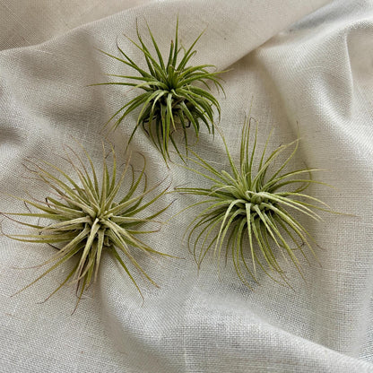 Aventurine, Driftwood & Air Plant Prism Suncatcher