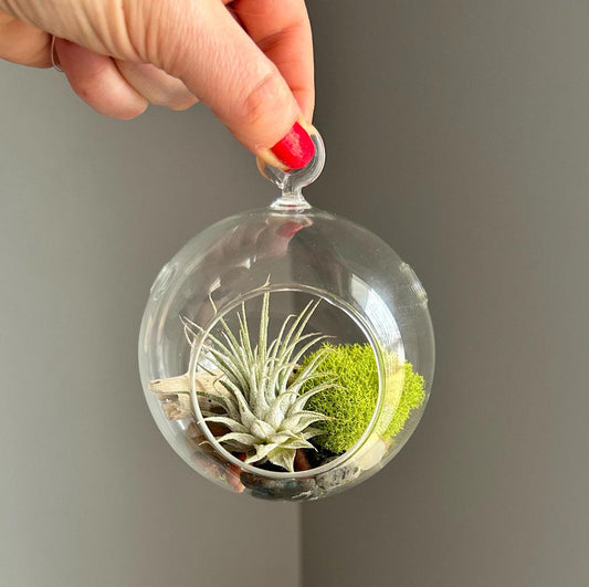 Hanging Air Plant Globe Terrarium - Driftwood and Beach Pebbles