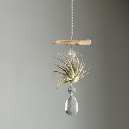 Driftwood & Air Plant Prism Suncatcher