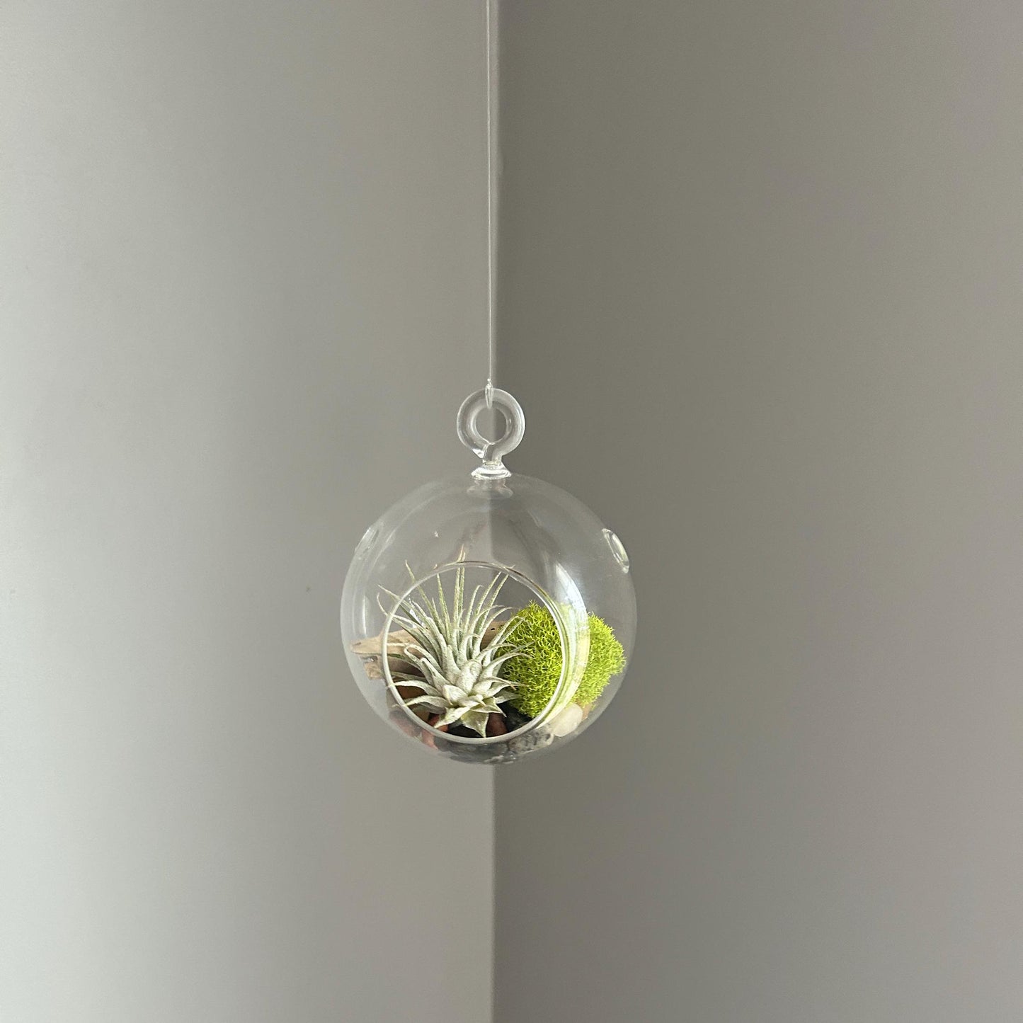 Hanging Air Plant Globe Terrarium - Driftwood and Beach Pebbles