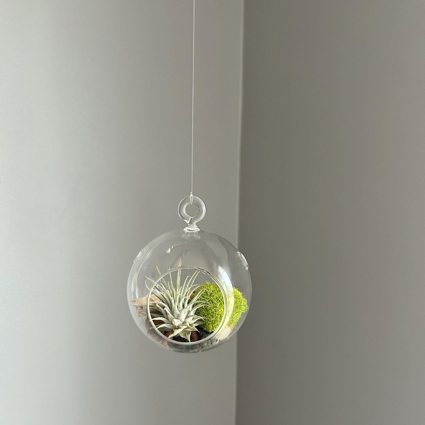 Hanging Air Plant Globe Terrarium - Driftwood and Beach Pebbles