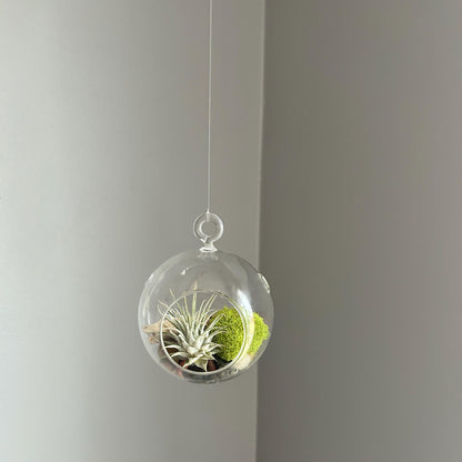 Hanging Air Plant Globe Terrarium - Driftwood and Beach Pebbles