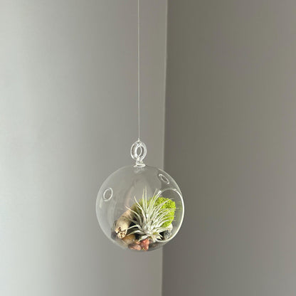 Hanging Air Plant Globe Terrarium - Driftwood and Beach Pebbles