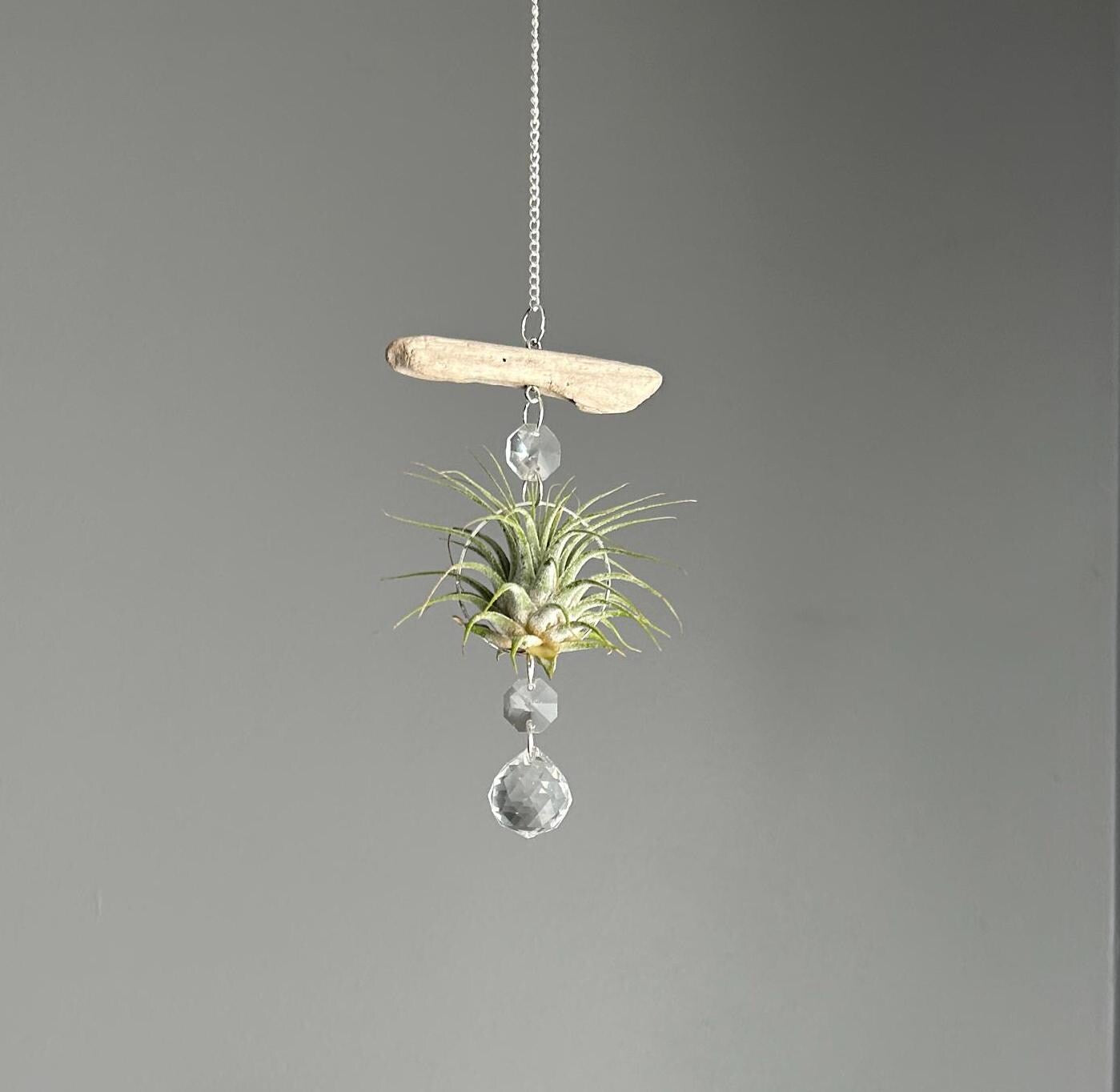 Driftwood & Air Plant Prism Suncatcher