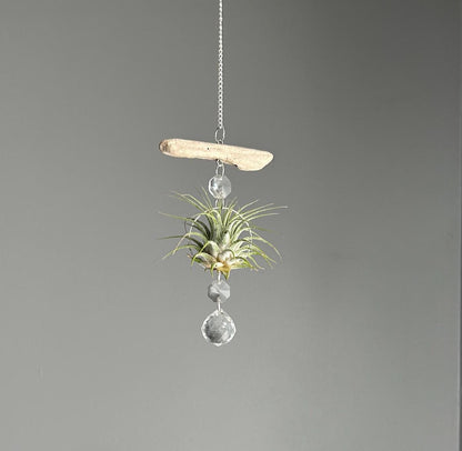 Driftwood & Air Plant Prism Suncatcher